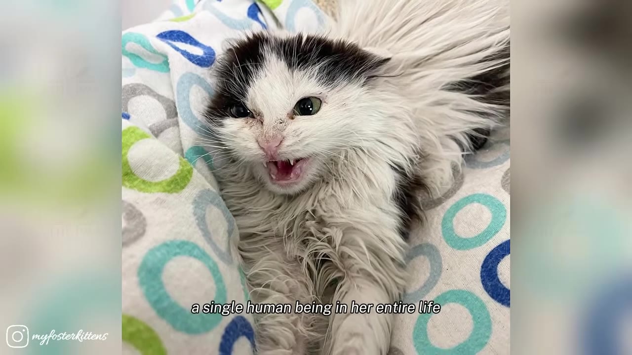 A small, scruffy black and white kitten with wet-looking fur lies on a patterned blanket, hissing with its mouth open to show its tiny teeth.