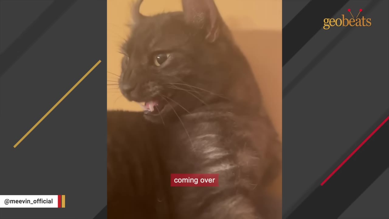 A close-up of a black cat with its mouth slightly open, showing its teeth with a startled expression.