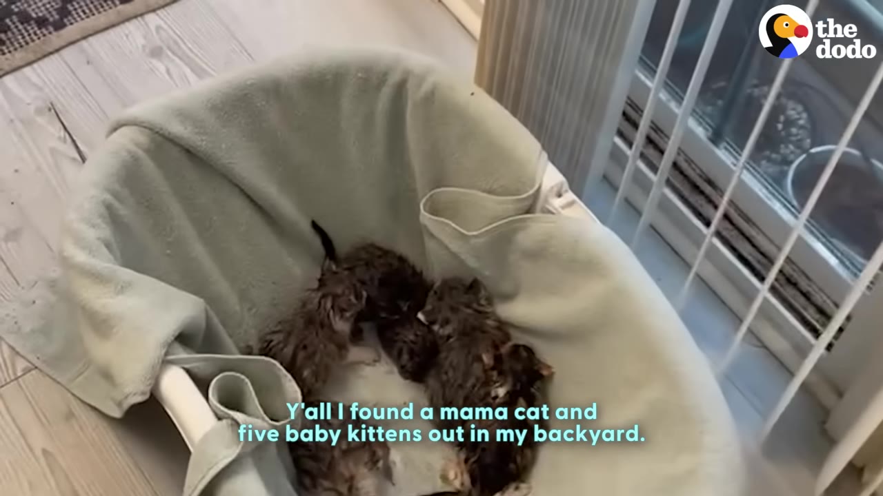 Several wet, small kittens huddled together inside a laundry basket lined with a light-colored towel.
