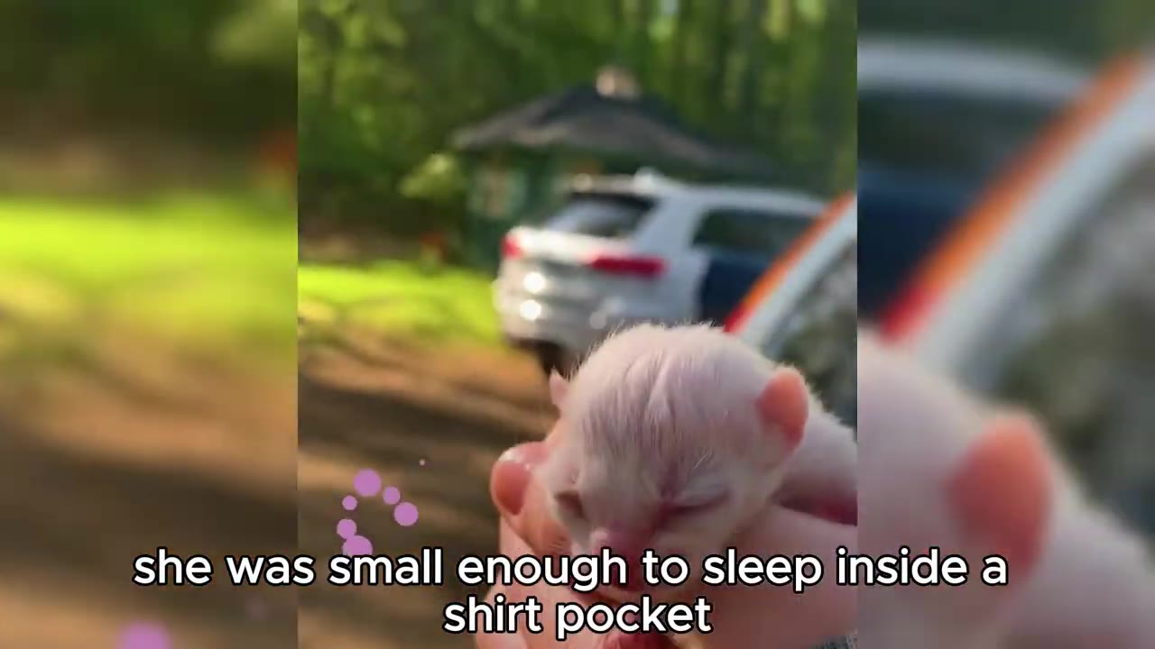 A tiny newborn white kitten with closed eyes is held in a person's hand outdoors, showing how small she is.
