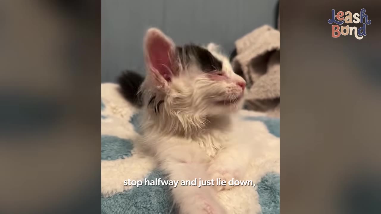 A small, fragile black and white kitten lies on a soft blue and white blanket, looking up with its eyes squinted.