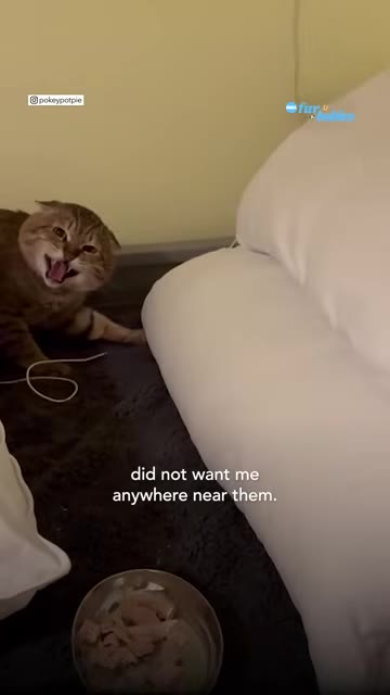A brown tabby cat with its ears flattened back hisses defensively while crouching next to a white pillow.
