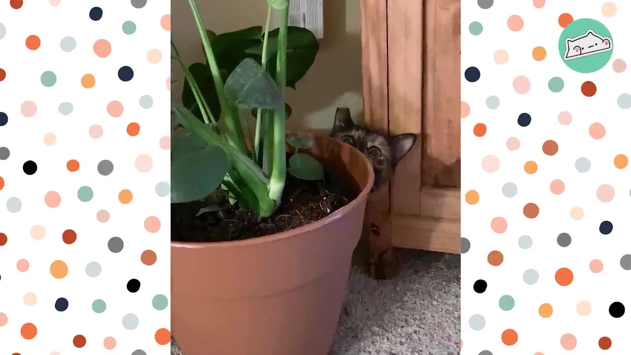 A small tortoiseshell kitten peeks out from behind a large potted plant and a wooden cabinet, looking wide-eyed and cautious.
