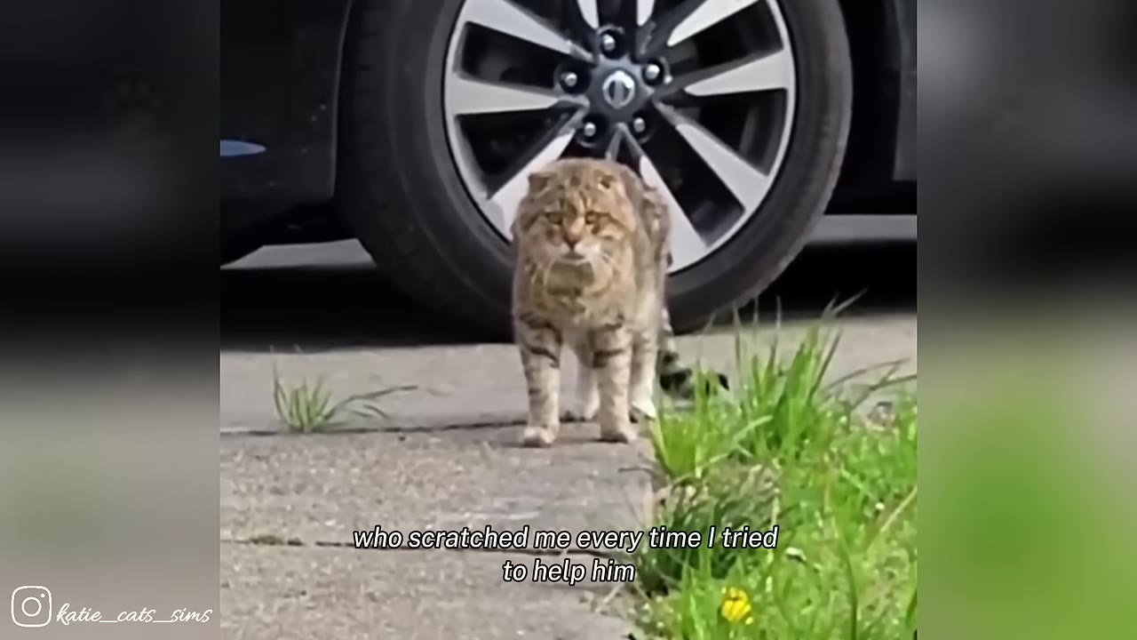 A thin, dirty brown tabby cat stands on a concrete path outdoors, looking directly at the camera with a wary expression.