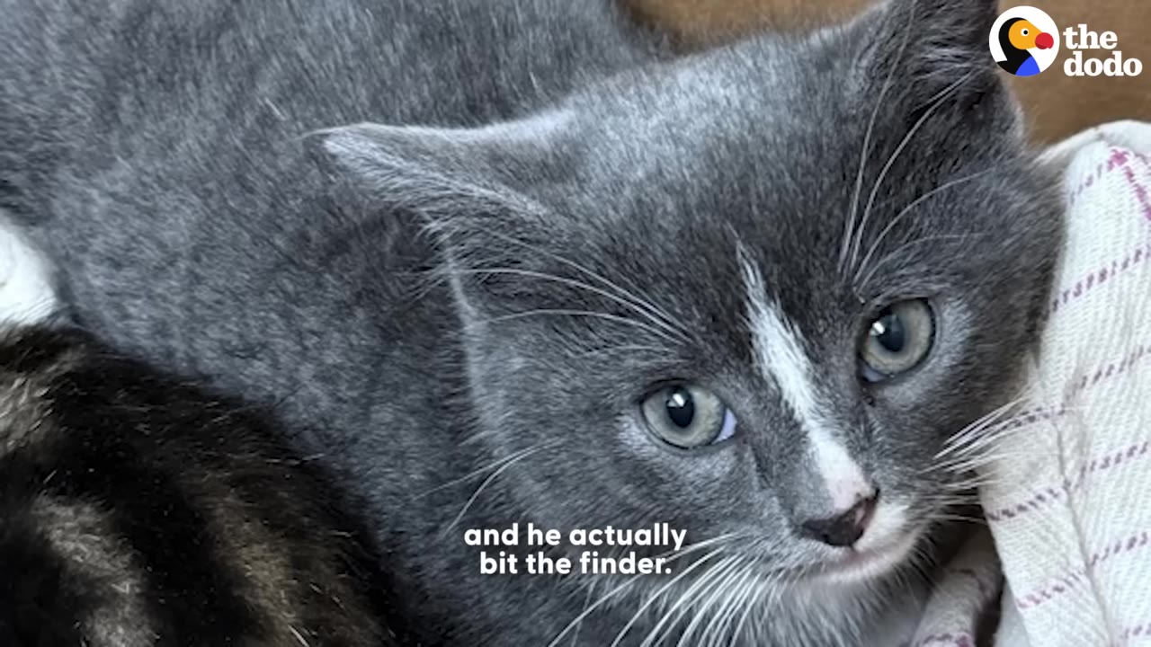 A close-up of a frightened grey kitten with a white stripe on its nose, looking wide-eyed and anxious.