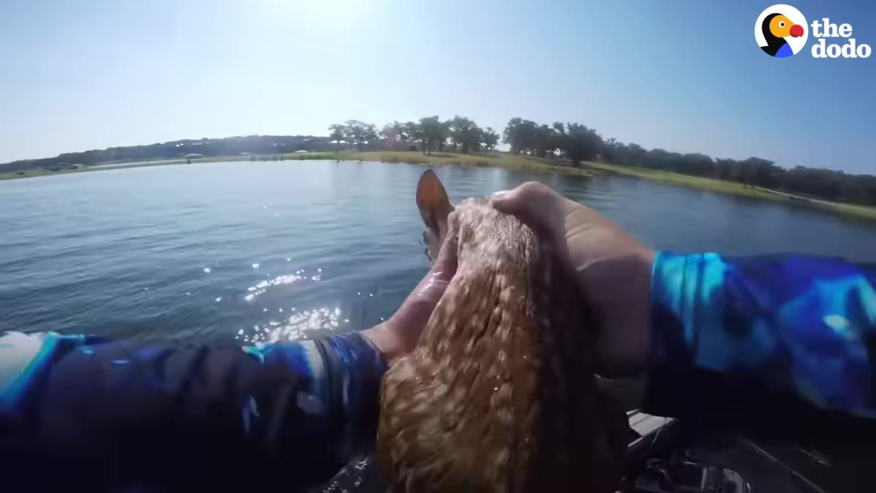 A first-person perspective of a person in a blue patterned long-sleeve shirt holding a wet baby deer in their hands over a lake on a sunny day.