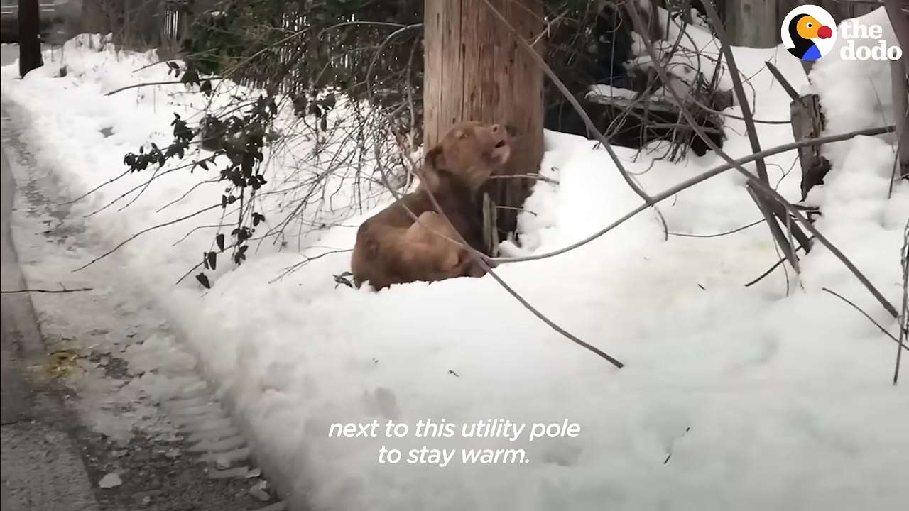 A small brown dog curls up in the snow next to a wooden utility pole to stay warm.