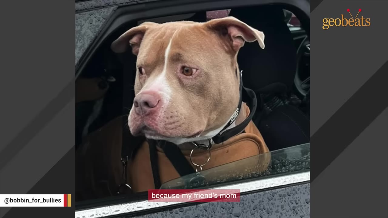 A tan and white pit bull with a gentle, melancholic expression looks out of a car window.