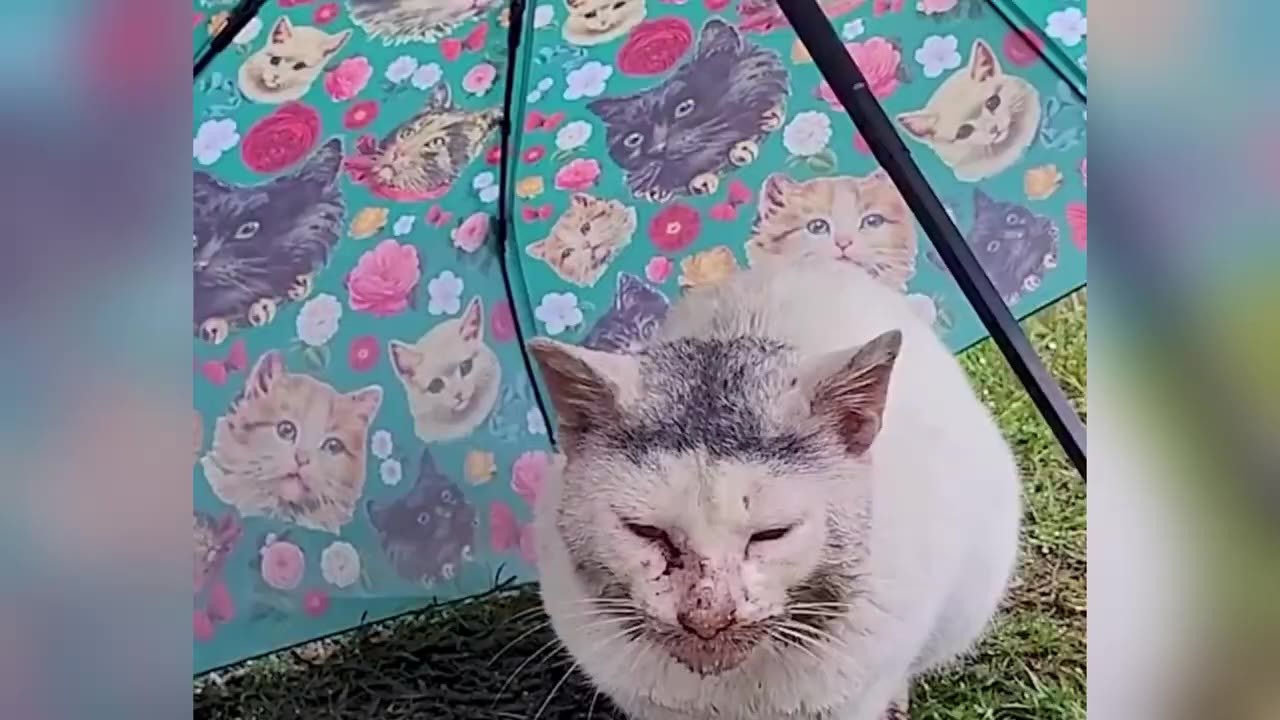 A white cat with grey markings on its head sits on the grass under a teal umbrella decorated with cat faces and pink flowers.