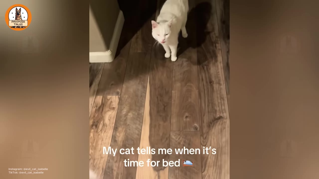 A senior white cat stands on a wooden floor, looking forward with its tongue slightly out.