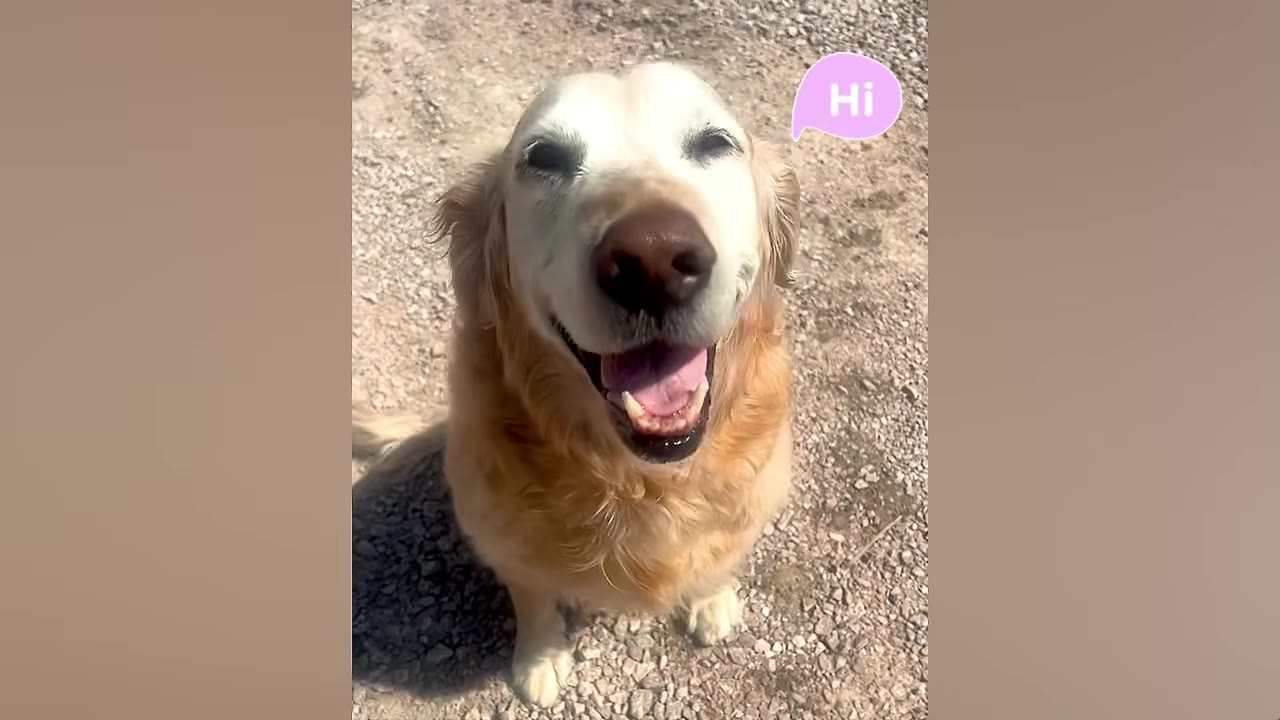 A close-up shot of a golden retriever named Lincoln looking up and smiling warmly at the camera.