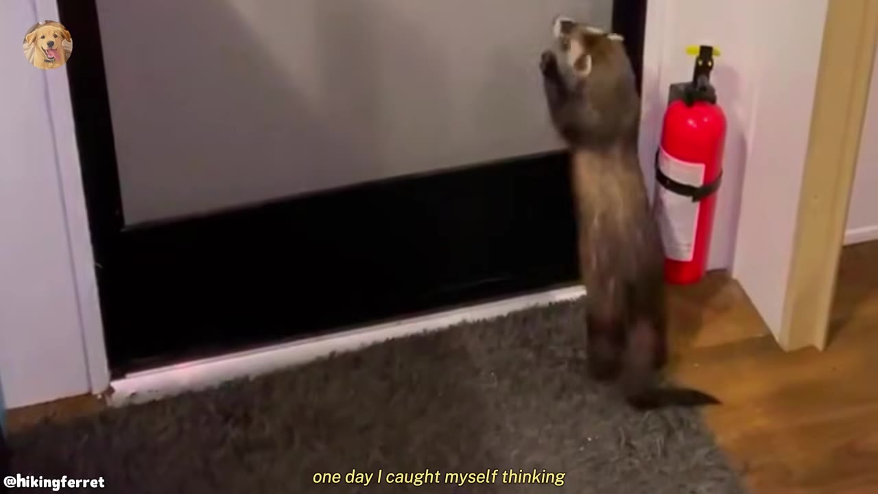 A ferret standing on its hind legs against a closed door next to a red fire extinguisher.