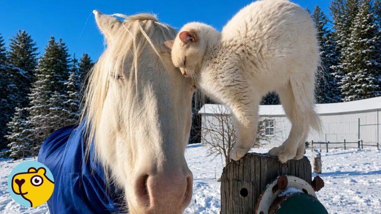 Michigan Horse Was Rejected By His Herd, Yet One Tiny Barn Surprise Gave Him The Family He Craved