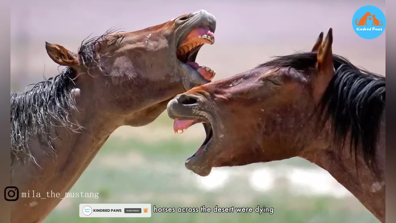 A close-up shot of two brown horses with their mouths wide open, appearing to vocalize or show distress.