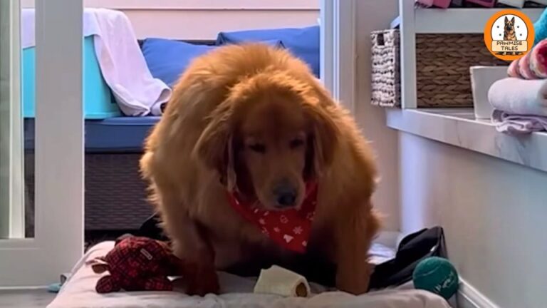 LA Golden Retriever Needed A Team To Move Her, Then A Simple Tennis Ball Changed Everything