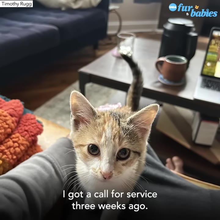 A close-up shot of a small calico kitten sitting on a person's lap, looking directly up at the camera with wide eyes.