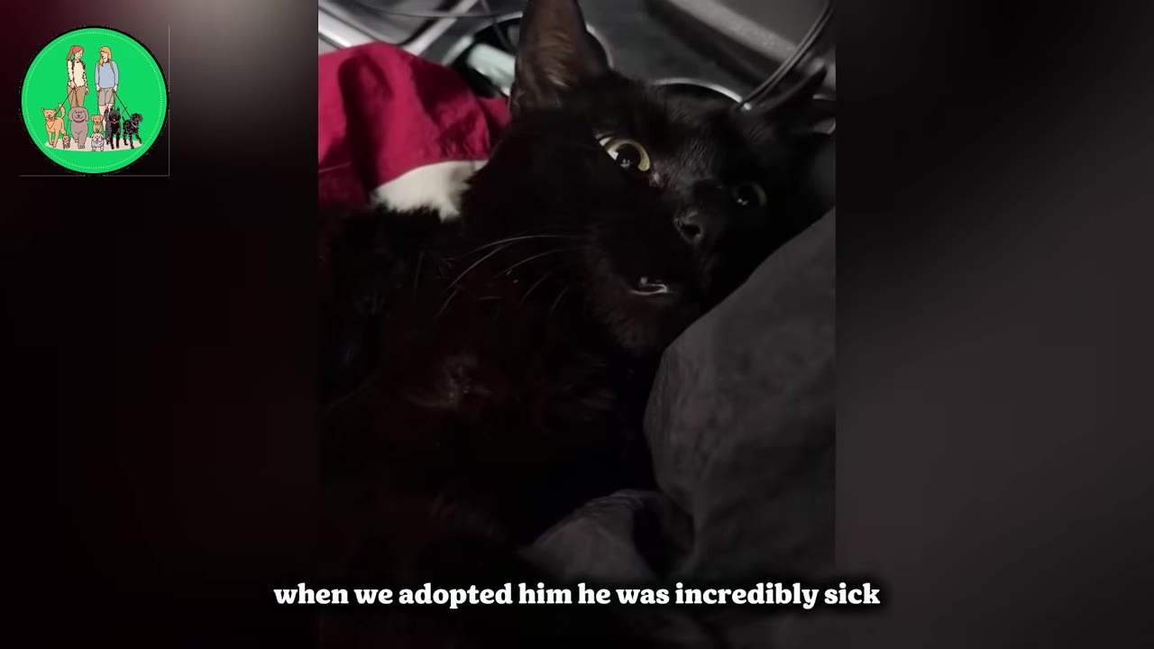 A close-up of a sick black cat lying down on a dark blanket, looking up with wide, glassy eyes.