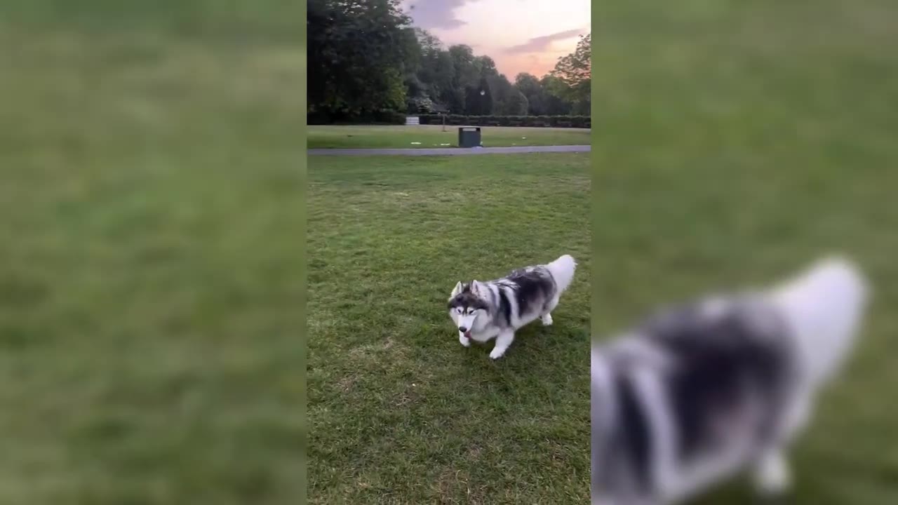A husky dog running across a green grassy field in a park.