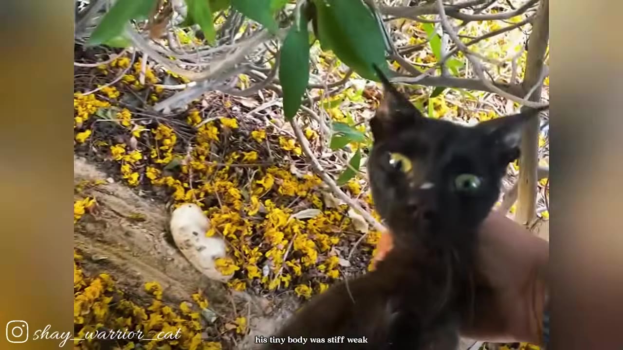 A close-up of a small black cat with wide eyes being gently held by a hand under the branches of a leafy bush, with yellow petals scattered on the ground behind it.