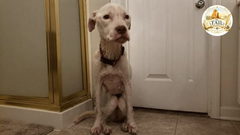 Colorado Woman Adopts Dog Found Abandoned In Empty Apartment And Gives Her The Chance Her Heart Waited For