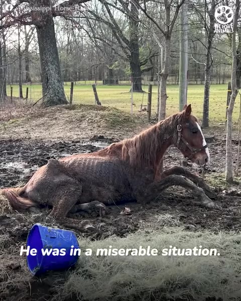 They Found This Mississippi Horse Collapsed And Waiting To Give Up, Then Came The Surprise