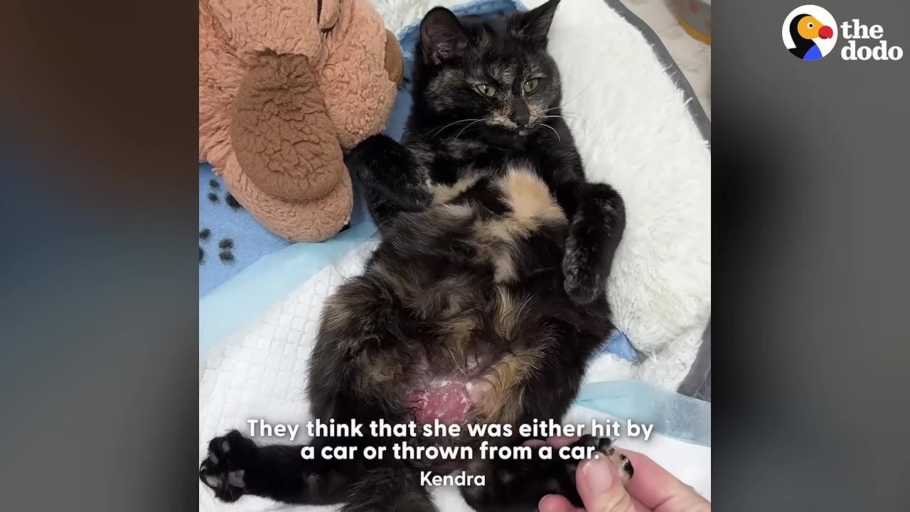 A tortoiseshell cat lies on its back in a pet bed, showing a raw, pink injury on its lower abdomen, with a person's hand gently holding its paw.