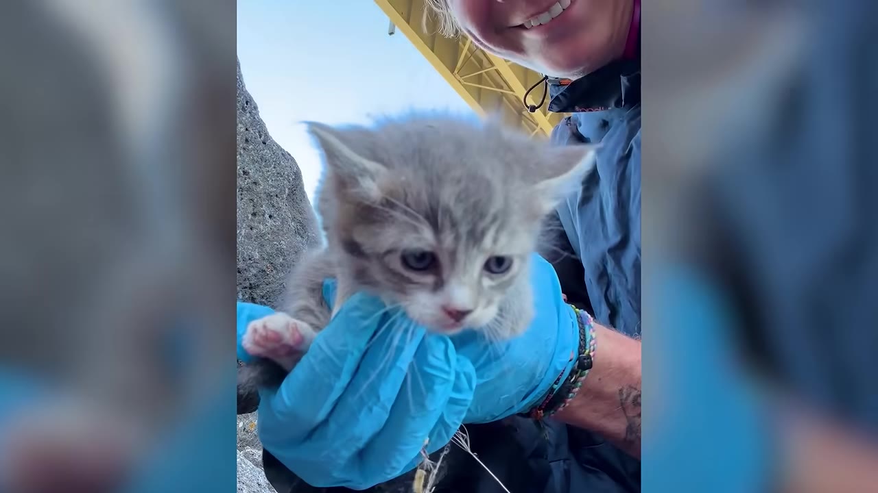 A small, grey and white tabby kitten with blue eyes is held gently in a person's hands wearing blue protective gloves, with a yellow bridge structure visible in the background.