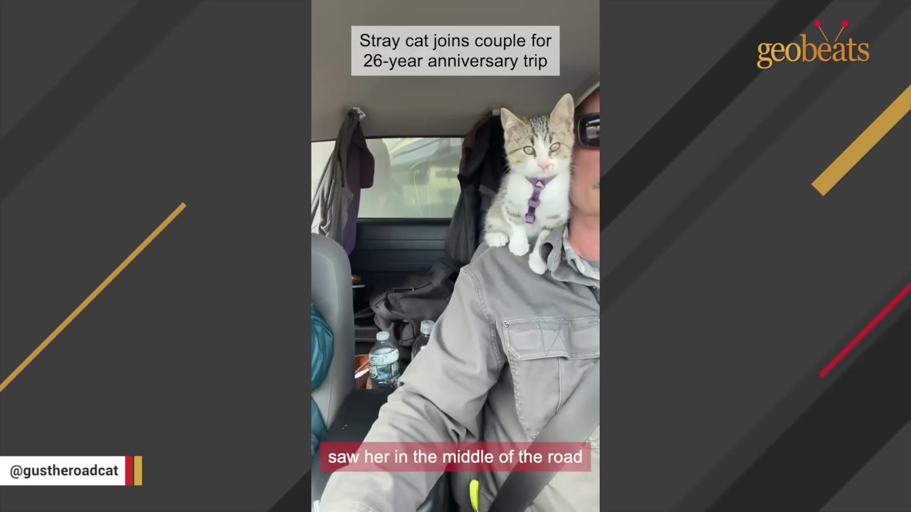 A small grey and white kitten wearing a purple harness sits on a man's shoulder inside a car during a road trip.