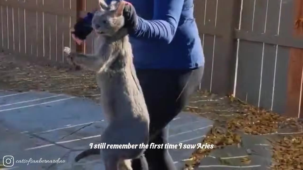 A person in a blue long-sleeved shirt holds up a grey cat named Aries by its front legs in a backyard.