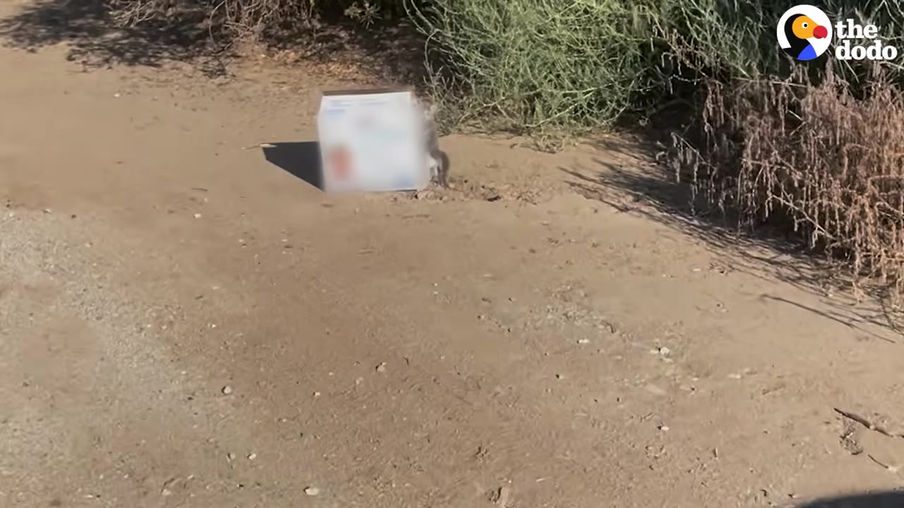 A cardboard box sits abandoned on a dirt path next to dry brush, with a tiny grey kitten standing beside it.
