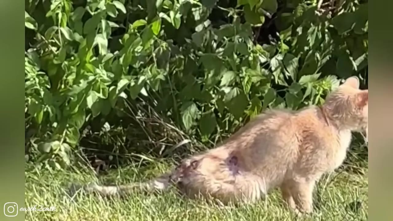 A light brown cat with visible wounds on its back stands in the grass near green bushes.