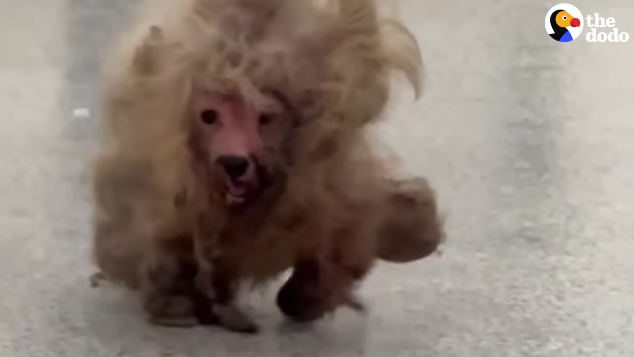 A small, heavily matted animal with tan fur walks on a paved surface, its face barely visible through the thick, tangled coat.