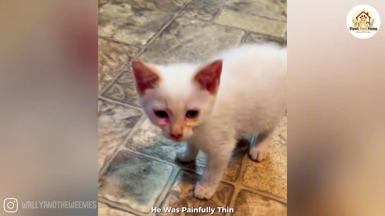 A small, thin white kitten with reddish patches around its eyes stands on a tiled floor, looking directly at the camera.