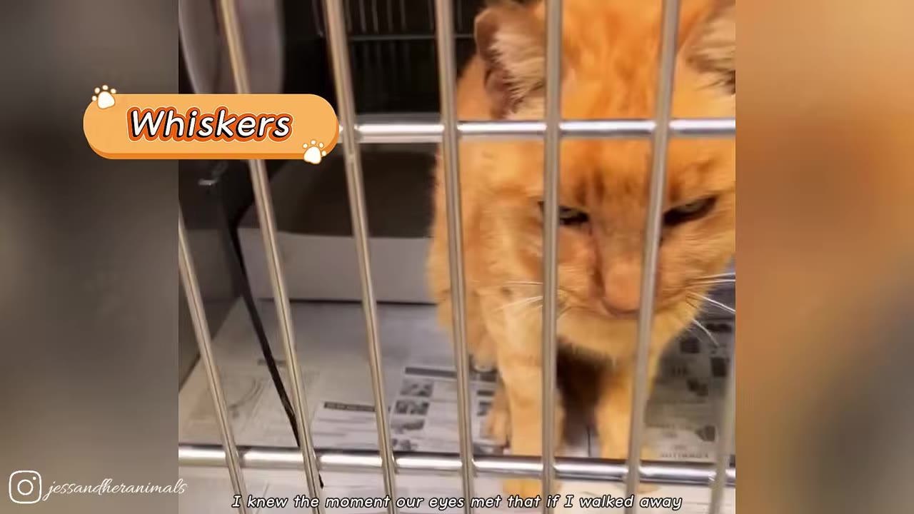 An orange cat named Whiskers looks sadly from inside a metal shelter cage.