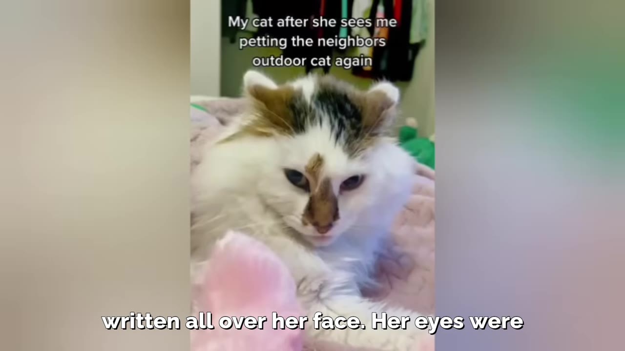 A fluffy white cat with brown patches on its face and ears sits on a pink blanket, looking down with a tense expression.