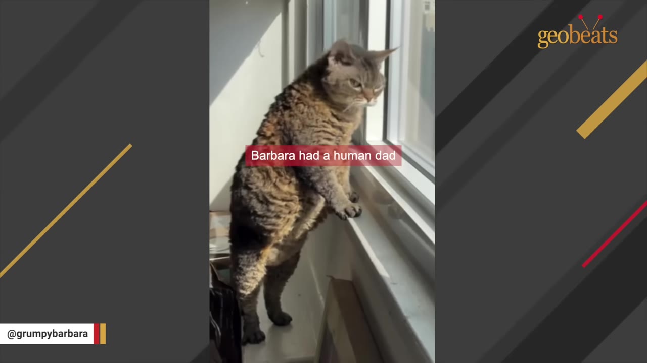 A fluffy brown tabby cat stands on its hind legs to look out of a bright window.