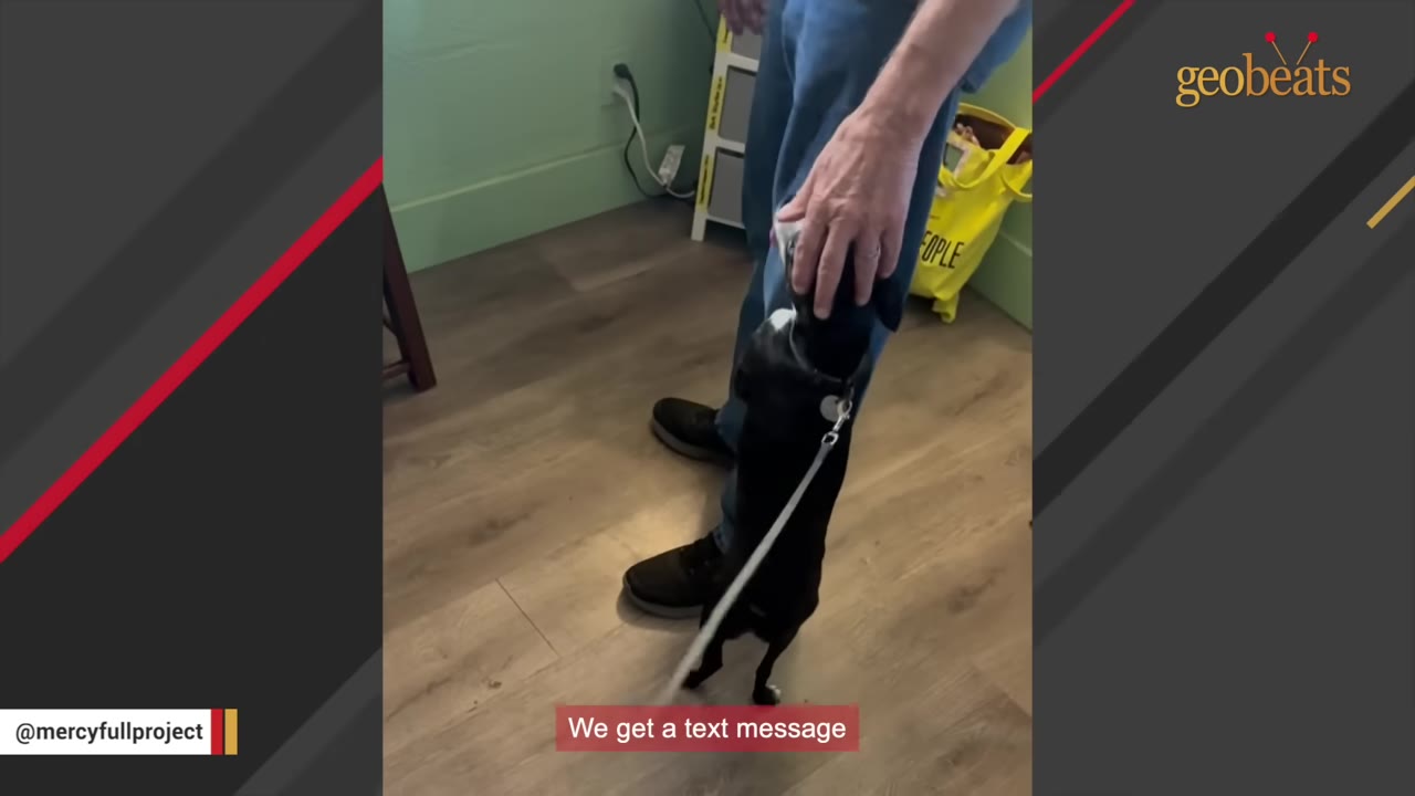 A small black and white dog on a leash stands on its hind legs, leaning against a person's leg as a hand gently rests on its head.