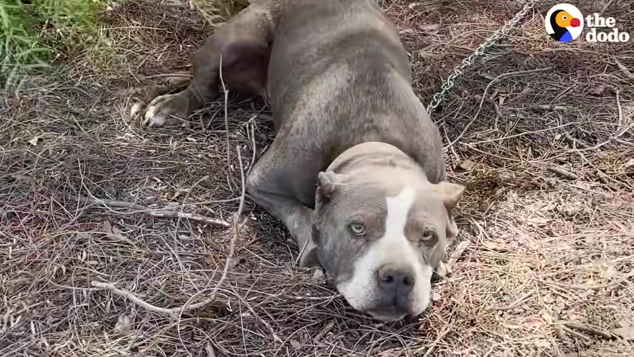 A grey and white dog with sad eyes lies on dry ground covered in twigs, attached to a metal chain.