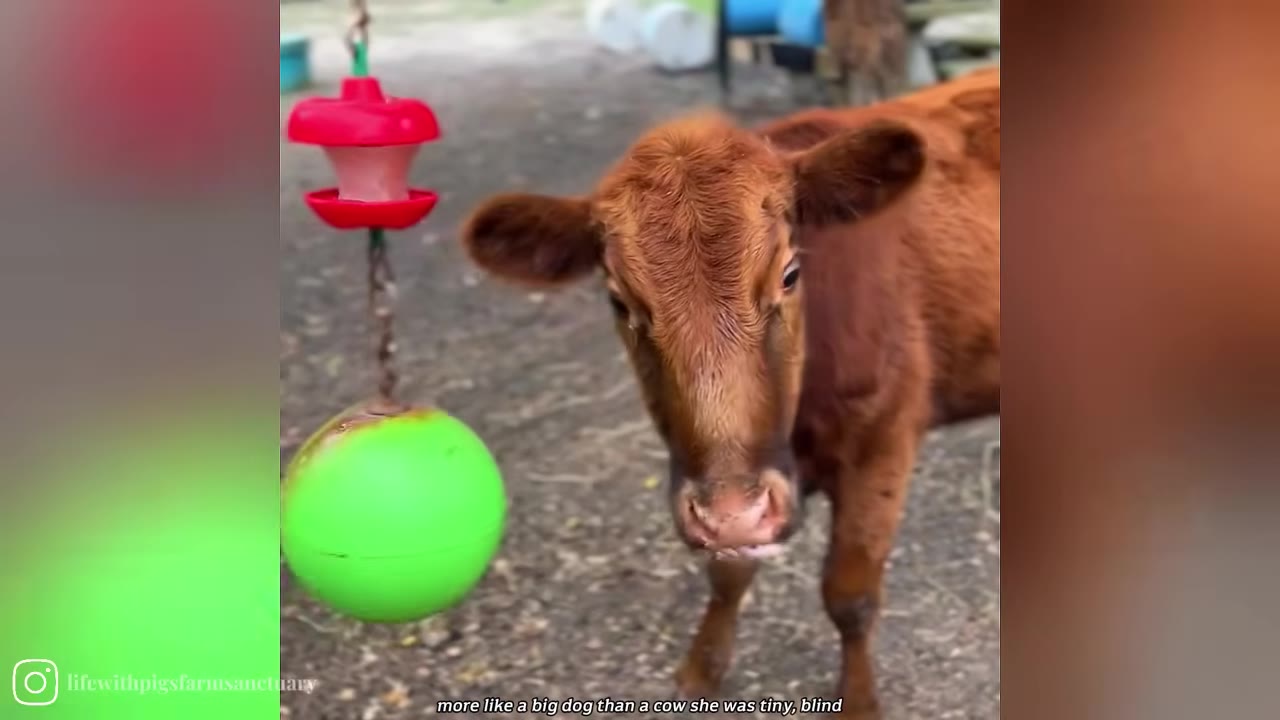 A small brown calf stands outdoors next to a hanging green and red toy.