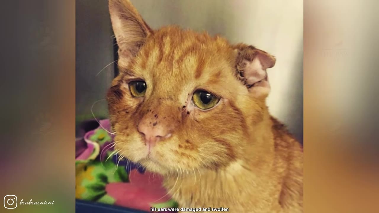 An orange tabby cat with sad eyes and a visibly damaged, swollen left ear looks directly at the camera.