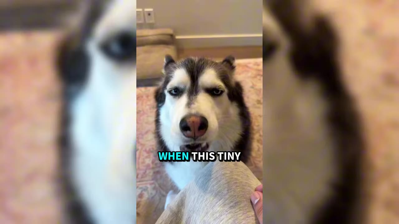 A close-up shot of a Corgi-Husky mix dog looking directly at the camera with a serious expression.