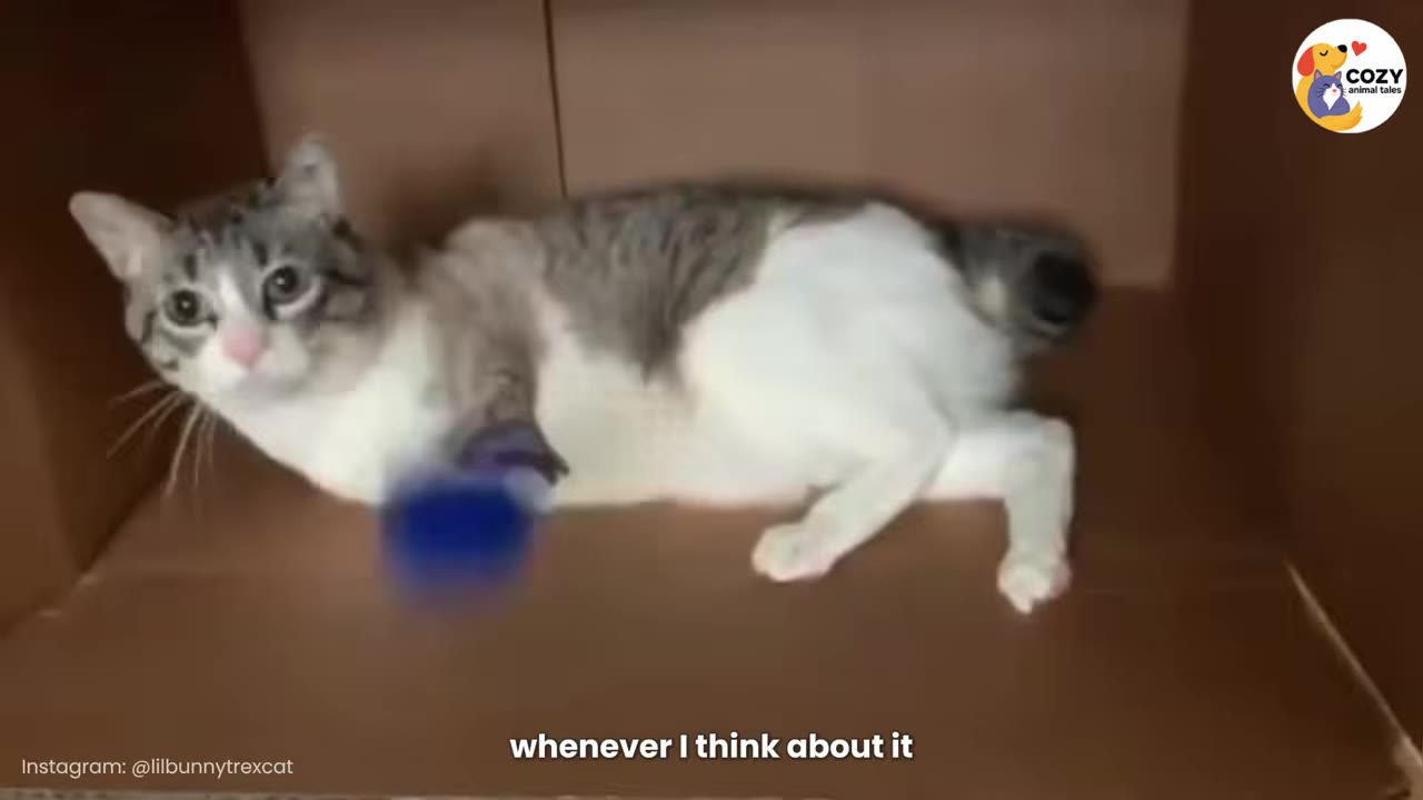 A grey and white cat lying inside a cardboard box, looking directly at the camera with wide, sad eyes.