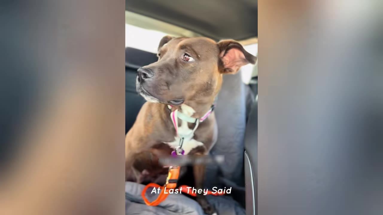 A brown dog with a white chest and a pink collar sits in the back seat of a car, looking out the window with a sad and anxious expression.