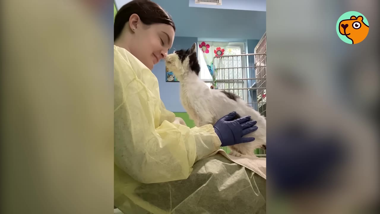 A shelter worker wearing a yellow protective gown and blue gloves gently holds a black and white senior cat close to her face.