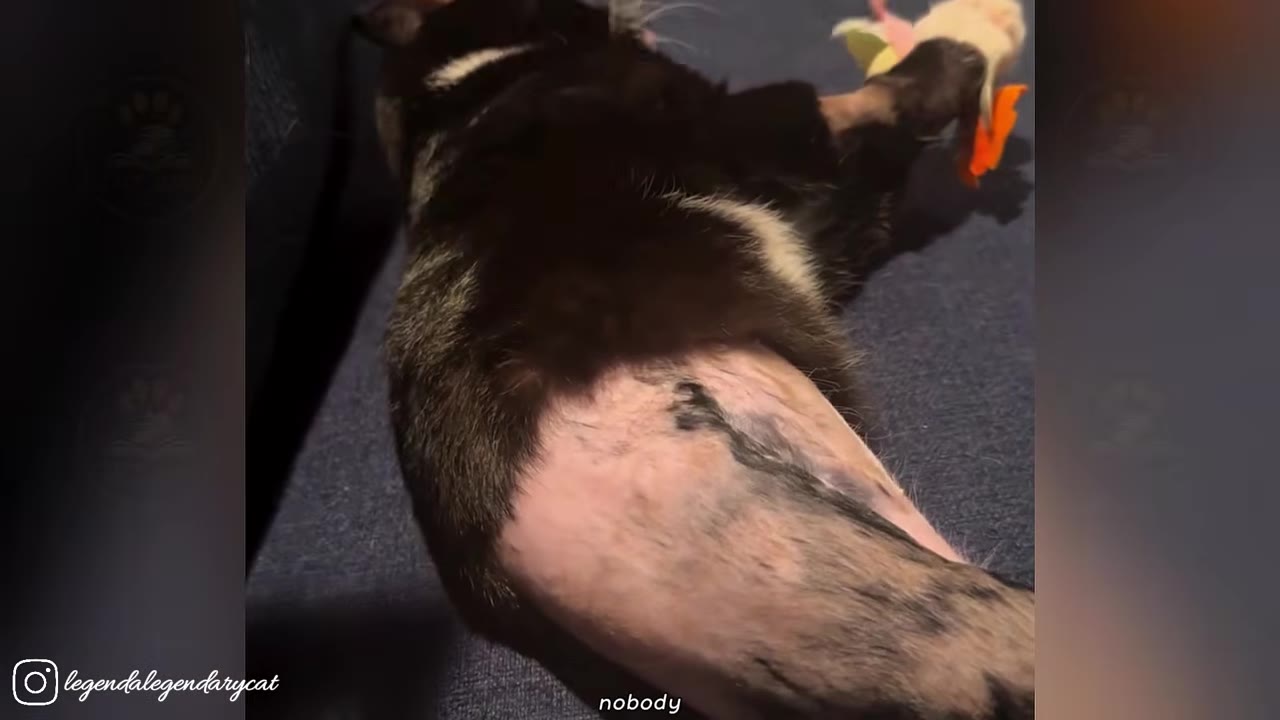 A close-up of a black and white cat lying down, showing its shaved hindquarters with surgical scars.