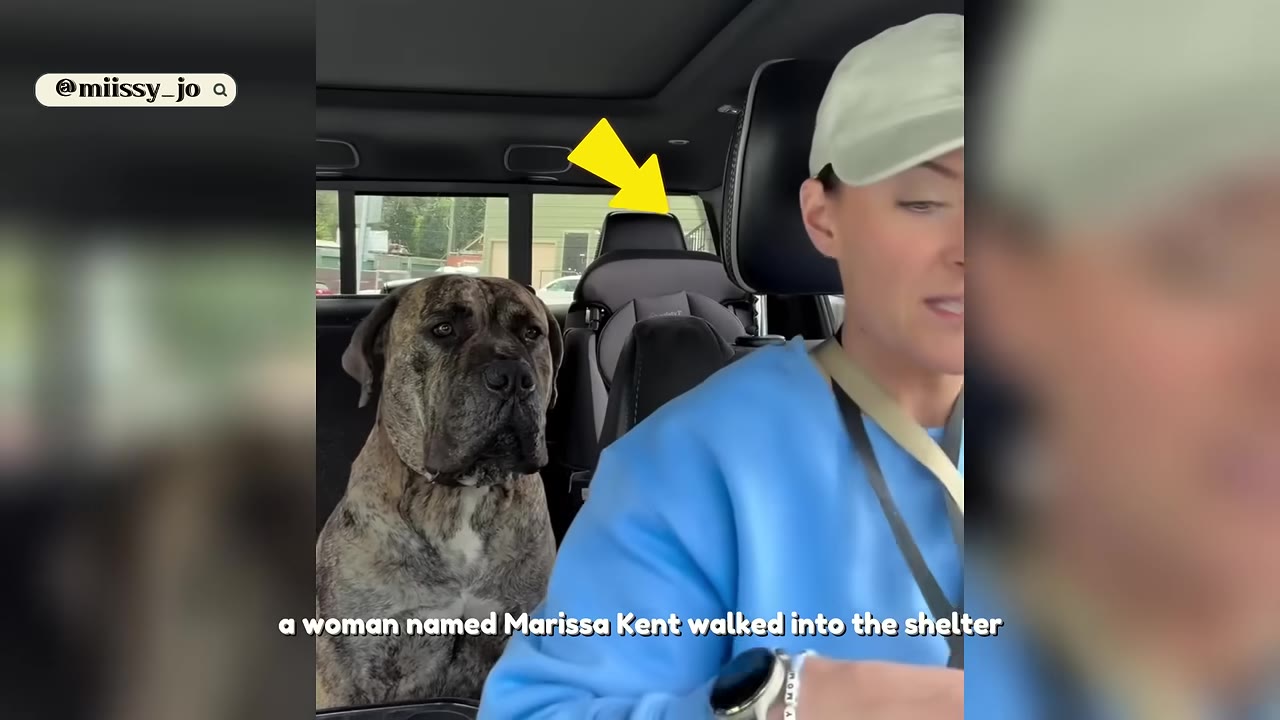 A large brindle Cane Corso sits in the back seat of a car, looking forward with a serious expression next to a woman wearing a light-colored cap and blue sweatshirt.