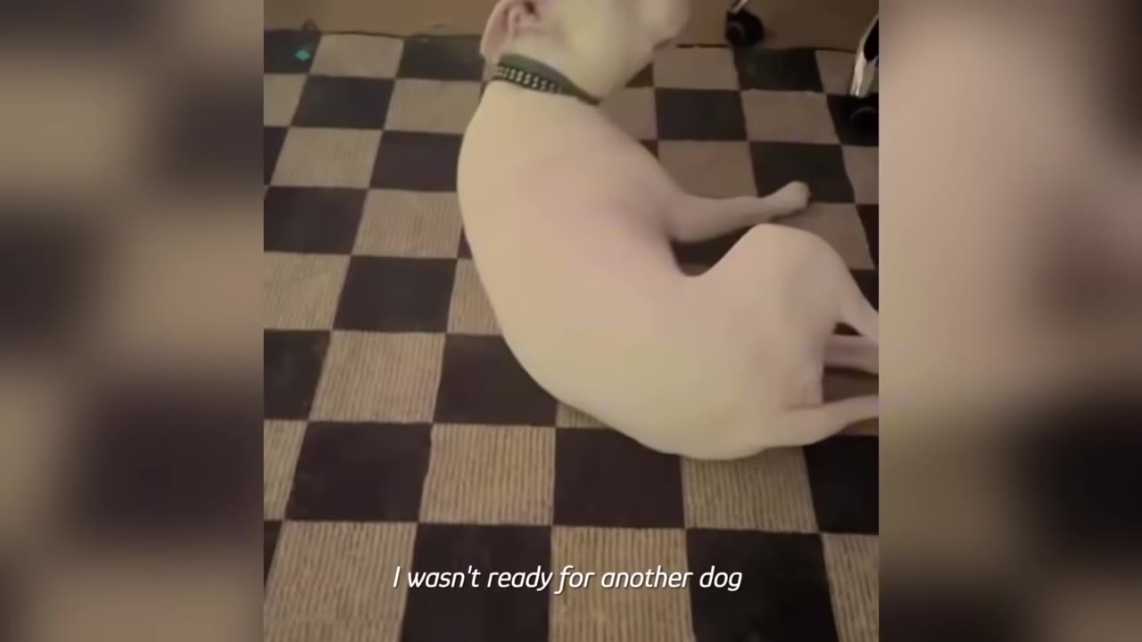 A light-colored dog lying on a black and white checkered floor with the text 'I wasn't ready for another dog' overlaid at the bottom.