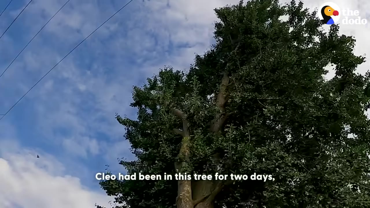 A low-angle view of a tall, leafy green tree reaching up toward a blue sky with light clouds.