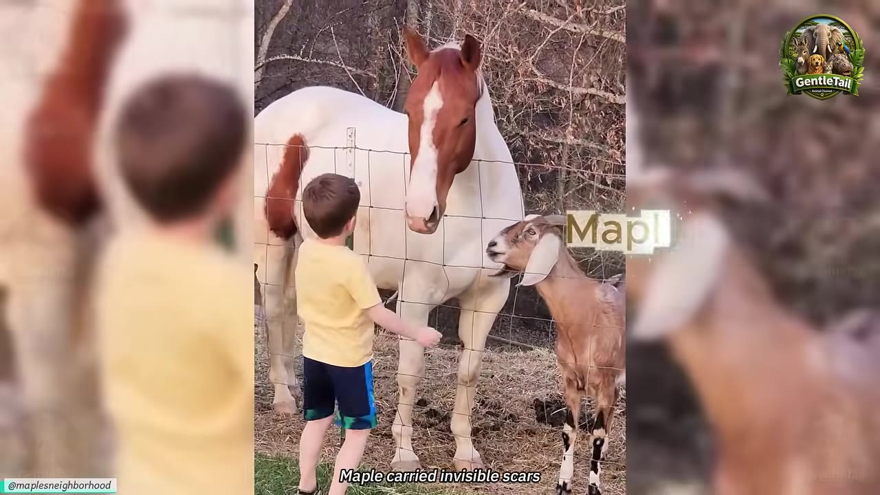 A young boy in a yellow shirt stands by a wire fence, reaching out towards a brown and white horse and a brown goat.