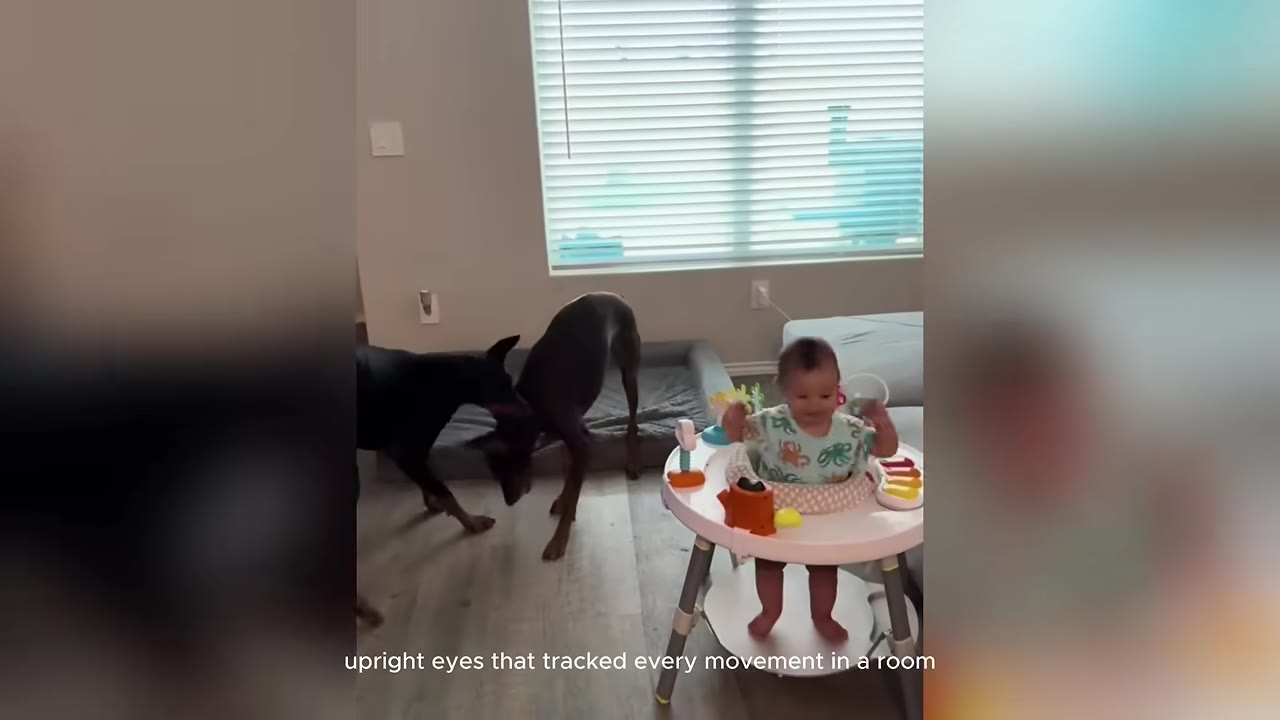 A baby in a white baby walker smiles in a living room while two Doberman dogs stand near a dog bed in the background.